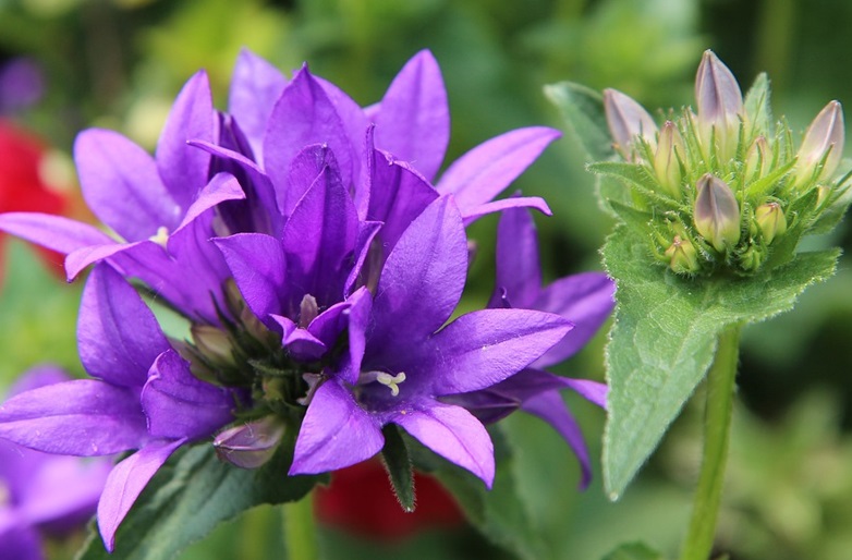 Low maintenance purple flowers